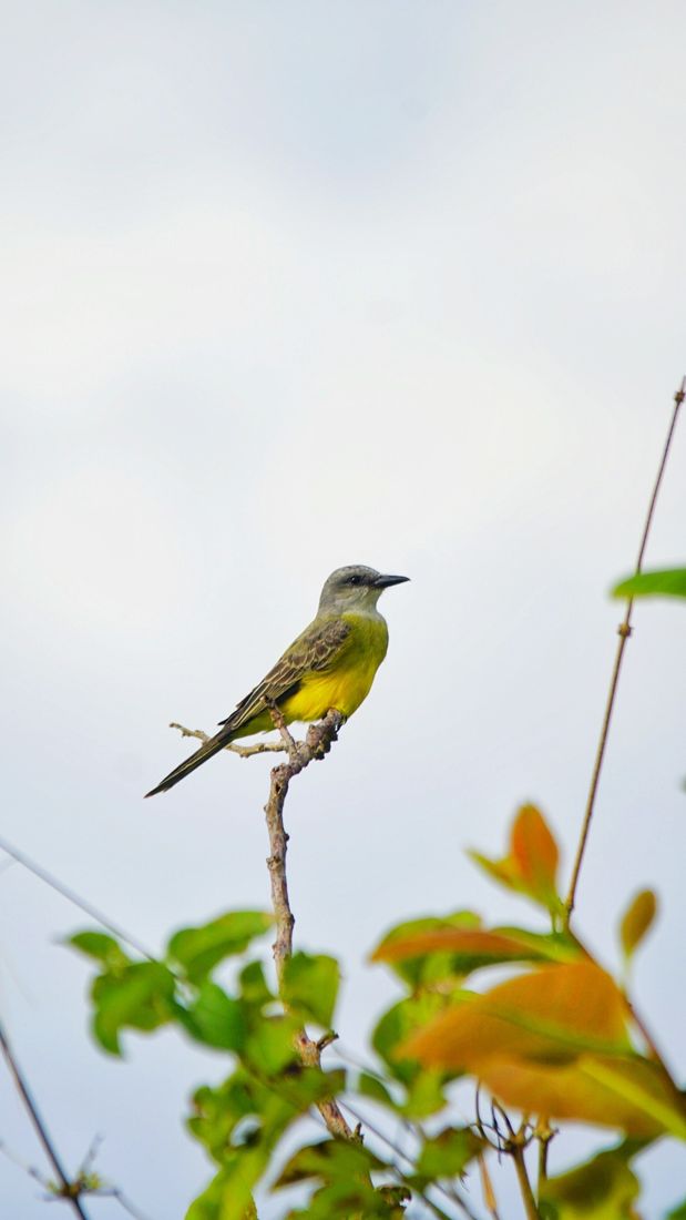 Bird perched in the garden