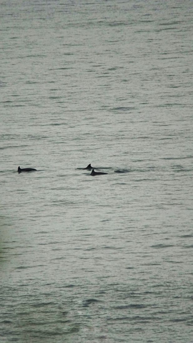 Dolphins in the bay