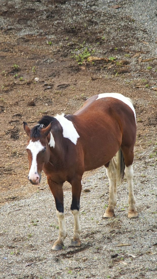 Horse on the beach path